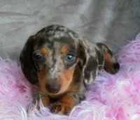 AKC Freckles-reviews, a female Miniature Dachshund for sale in West Liberty, KY – 5 of 8
