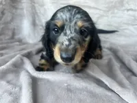 AKC Jingles, a male Miniature Dachshund for sale in West Liberty, KY – 7 of 10