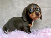 Ready-AKC chocolate Rolo-reviews, a male Miniature Dachshund for sale in West Liberty, KY – 6 of 10