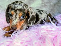 AKC Freckles-reviews, a female Miniature Dachshund for sale in West Liberty, KY – 8 of 8