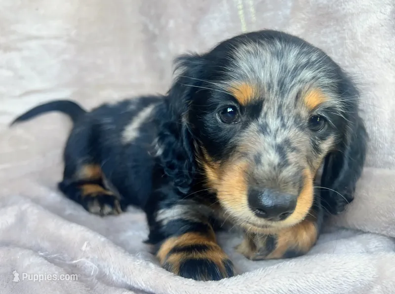 READY-AKC Jingles, Reviews  – Miniature Dachshund puppy for sale in West Liberty, KY