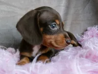 Ready-AKC chocolate Rolo-reviews, a male Miniature Dachshund for sale in West Liberty, KY – 4 of 10