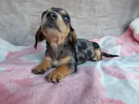 AKC-Jazzy-Reviews, a female Miniature Dachshund for sale in West Liberty, KY – 8 of 9