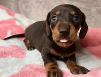 AKC-Daisy-reviews, a female Miniature Dachshund for sale in Morehead, KY – 2 of 4