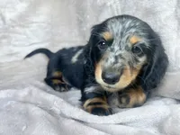 AKC Jingles, a male Miniature Dachshund for sale in West Liberty, KY – 5 of 10