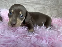 AKC Charlie Brown, Reviews, a male Miniature Dachshund for sale in West Liberty, KY – Photo 6 of 6