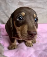 AKC Charlie Brown, Reviews, a male Miniature Dachshund for sale in West Liberty, KY – Photo 1 of 6