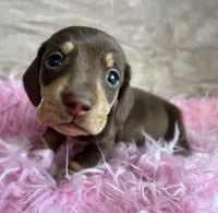 AKC Charlie Brown, Reviews, a male Miniature Dachshund for sale in West Liberty, KY – Photo 5 of 6