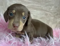 AKC Charlie Brown, Reviews, a male Miniature Dachshund for sale in West Liberty, KY – Photo 3 of 6