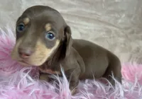 AKC Charlie Brown, Reviews, a male Miniature Dachshund for sale in West Liberty, KY – Photo 4 of 6