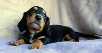 AKC Ollie-reviews, a male Miniature Dachshund for sale in West Liberty, KY – 2 of 10