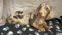Dapples AKC, reviews!, a male Miniature Dachshund for sale in West Liberty, KY – Photo 7 of 9