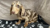 Dapples AKC, reviews!, a male Miniature Dachshund for sale in West Liberty, KY – Photo 6 of 9