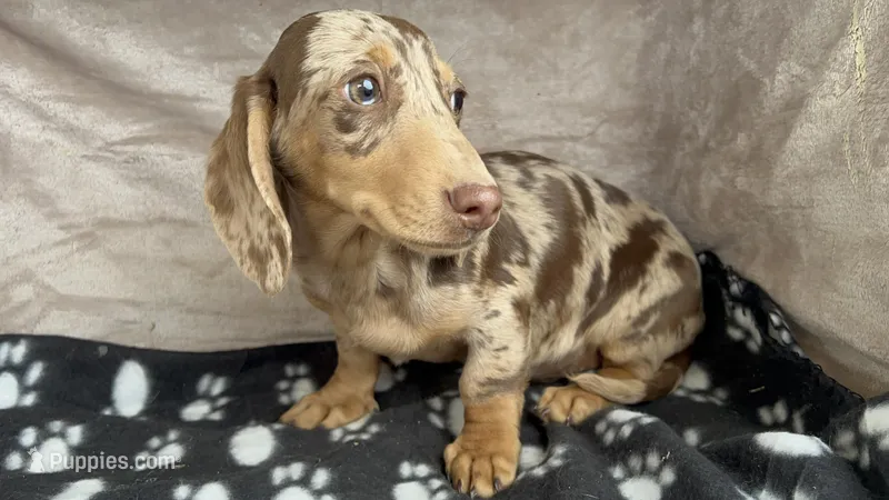 Dapples AKC, reviews!, a male Miniature Dachshund for sale in West Liberty, KY – Photo 1 of 9