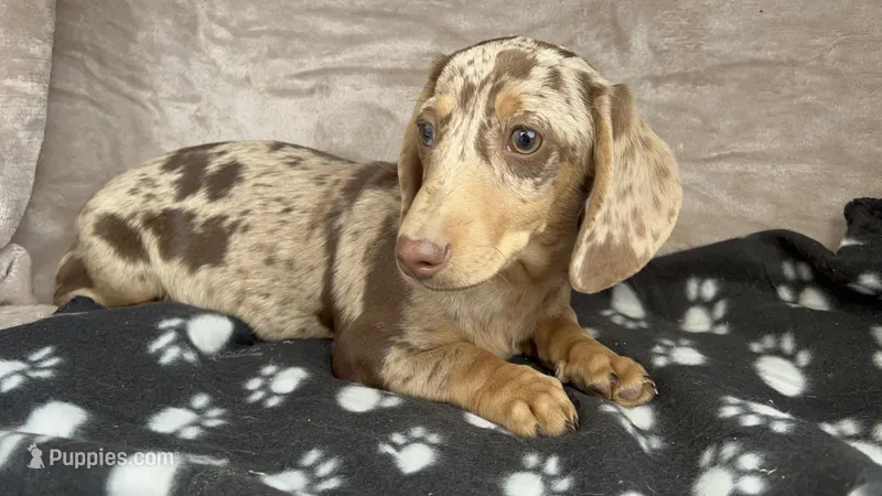 Dapples AKC, reviews! – Miniature Dachshund puppy for sale in West Liberty, KY