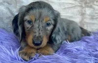 AKC Gypsy, check reviews!, a male Miniature Dachshund for sale in West Liberty, KY – Photo 4 of 7