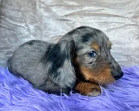 AKC Gypsy, check reviews!, a male Miniature Dachshund for sale in West Liberty, KY – Photo 7 of 7