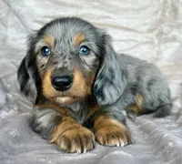 AKC Gypsy, check reviews!, a male Miniature Dachshund for sale in West Liberty, KY – Photo 1 of 7