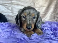 AKC Gypsy, check reviews!, a male Miniature Dachshund for sale in West Liberty, KY – Photo 2 of 7