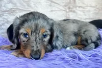 AKC Gypsy, check reviews!, a male Miniature Dachshund for sale in West Liberty, KY – Photo 6 of 7