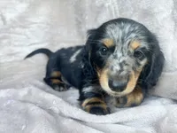 AKC Jingles, a male Miniature Dachshund for sale in West Liberty, KY – 1 of 10