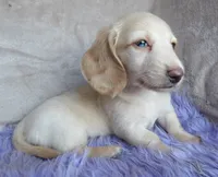 Barbie-reviews, a female Miniature Dachshund for sale in West Liberty, KY – 2 of 9