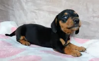 READY-AKC Ollie-reviews, a male Miniature Dachshund for sale in West Liberty, KY – 5 of 7