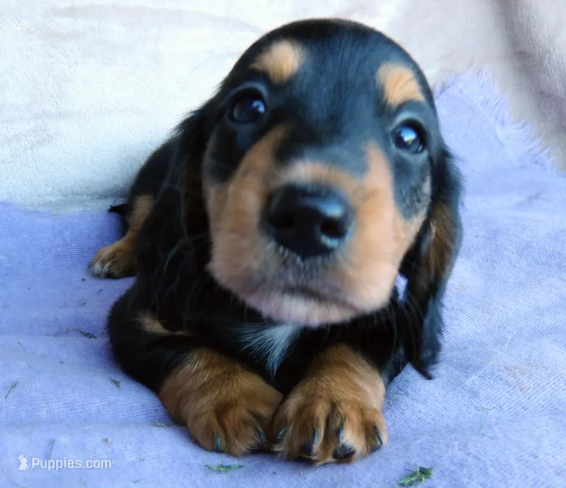 AKC Ollie-reviews – Miniature Dachshund puppy for sale in West Liberty, KY