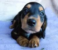 AKC Ollie-reviews, a male Miniature Dachshund for sale in West Liberty, KY – 1 of 10
