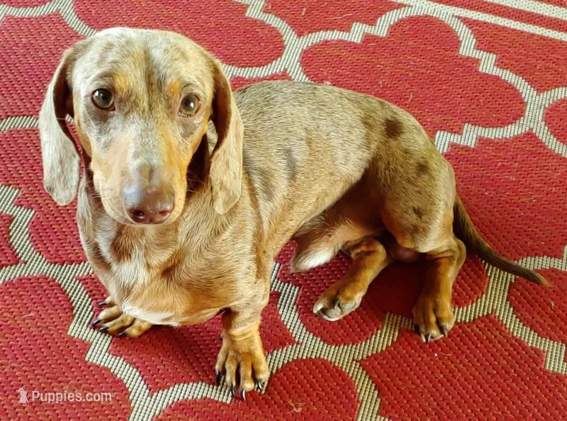 Pair of adult dapples, pet homes  – Miniature Dachshund puppy for sale in West Liberty, KY