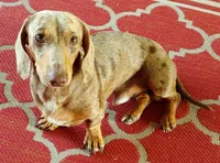 Pair of adult dapples, pet homes , a female Miniature Dachshund for sale in West Liberty, KY – 1 of 10