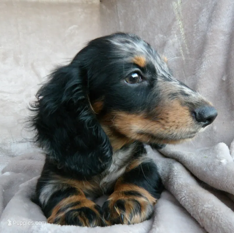 READY-AKC Jingles, Reviews  – Miniature Dachshund puppy for sale in West Liberty, KY