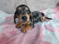 AKC-Jazzy-Reviews, a female Miniature Dachshund for sale in West Liberty, KY – 4 of 9