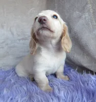 Barbie-reviews, a female Miniature Dachshund for sale in West Liberty, KY – 9 of 9