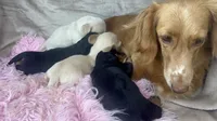 AKC Ollie-reviews, a male Miniature Dachshund for sale in West Liberty, KY – 9 of 10