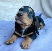 AKC Ollie-reviews, a male Miniature Dachshund for sale in West Liberty, KY – 7 of 10