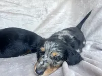AKC Jingles, a male Miniature Dachshund for sale in West Liberty, KY – 4 of 10