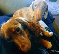 Princess, a female Miniature Dachshund for sale in West Liberty, KY – 6 of 7
