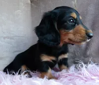 Daisy-reviews, a female Miniature Dachshund for sale in West Liberty, KY – 2 of 9
