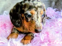 AKC Freckles-reviews, a female Miniature Dachshund for sale in West Liberty, KY – 7 of 8