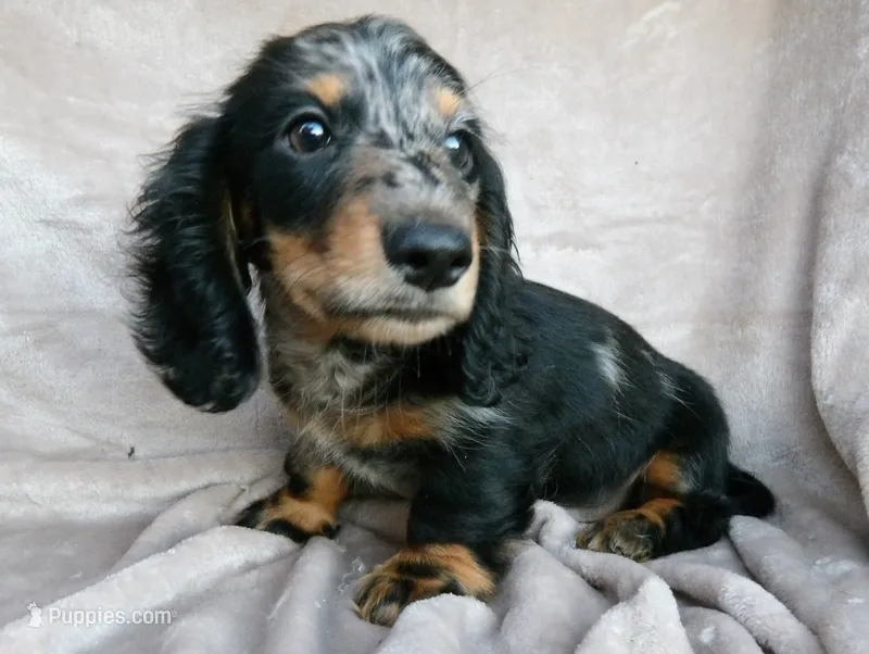 READY-AKC Jingles, Reviews  – Miniature Dachshund puppy for sale in West Liberty, KY