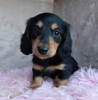 Daisy-reviews, a female Miniature Dachshund for sale in West Liberty, KY – 1 of 9
