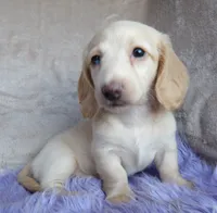 Barbie-reviews, a female Miniature Dachshund for sale in West Liberty, KY – 4 of 9