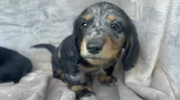 AKC Jingles, a male Miniature Dachshund for sale in West Liberty, KY – 9 of 10