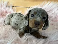 AKC Willow, a female Miniature Dachshund for sale in West Liberty, KY – Photo 4 of 8