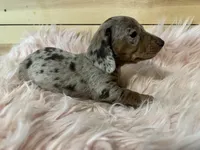 AKC Willow, a female Miniature Dachshund for sale in West Liberty, KY – Photo 8 of 8