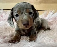 AKC Willow, a female Miniature Dachshund for sale in West Liberty, KY – Photo 2 of 8