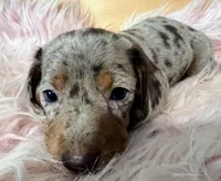 AKC Willow, a female Miniature Dachshund for sale in West Liberty, KY – Photo 6 of 8