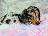 AKC Freckles-reviews, a female Miniature Dachshund for sale in West Liberty, KY – 3 of 8