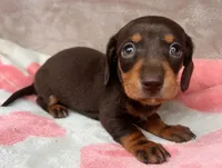 AKC-Daisy-reviews, a female Miniature Dachshund for sale in Morehead, KY – 3 of 4